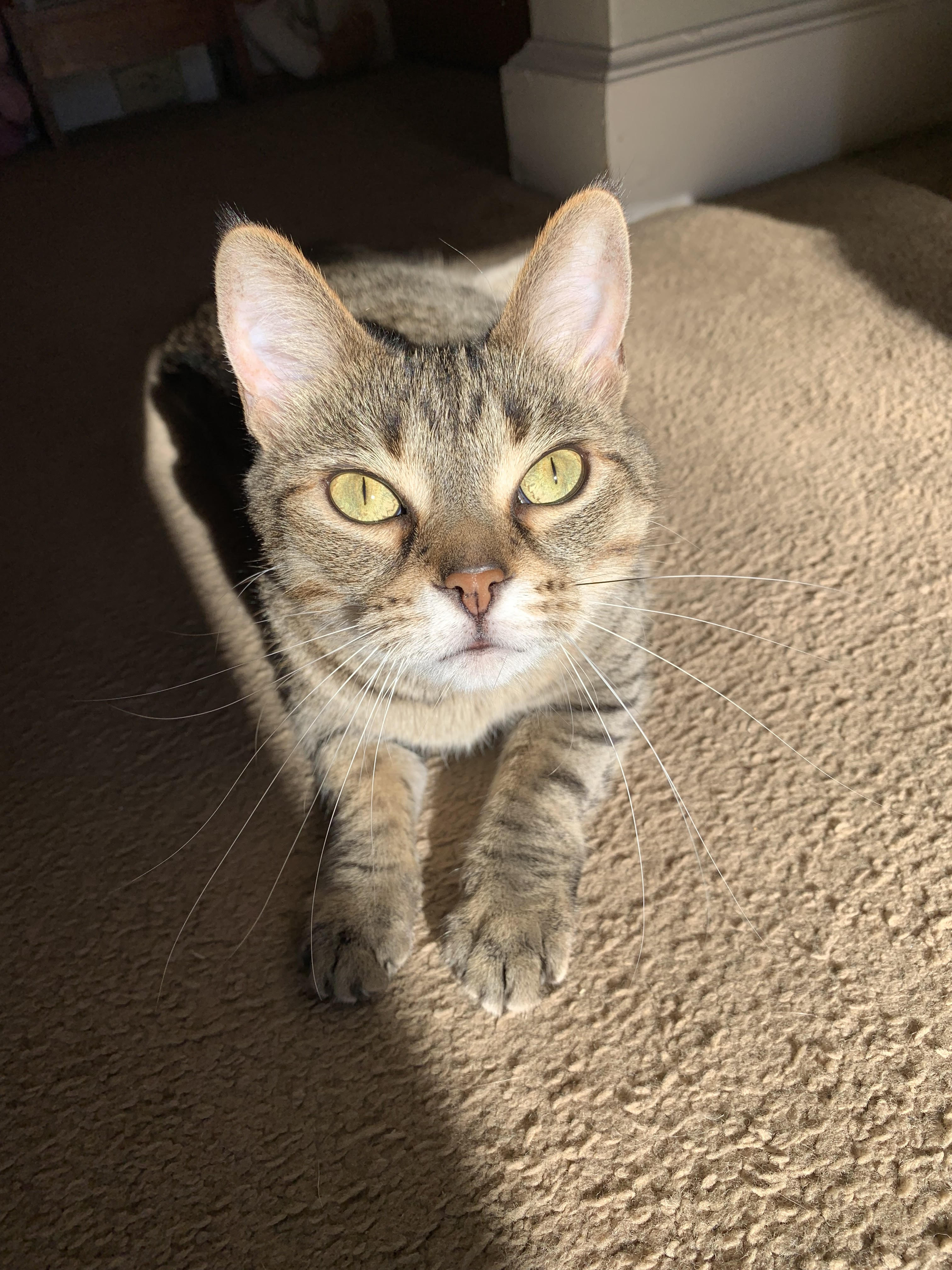 My grandma's cat looking at me with big greenish yellow eyes.